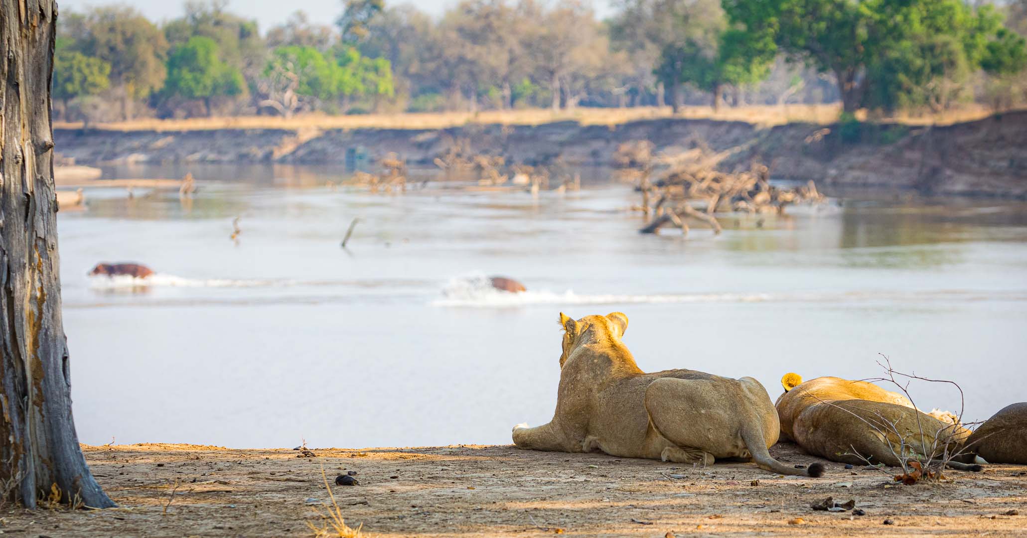 Travel to the North Luangwa for a Luxury Zambia Safari